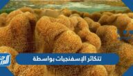 تتكاثر الإسفنجيات بواسطة تتكاثر الإسفنجيات بواسطة