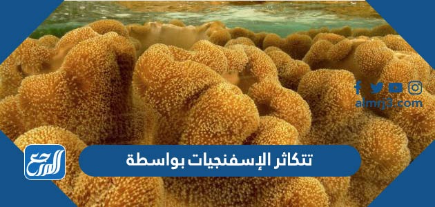 تتكاثر الإسفنجيات بواسطة