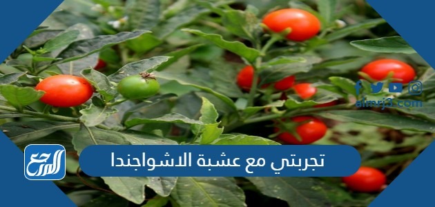 تجربتي مع عشبة الاشواجندا وفوائدها