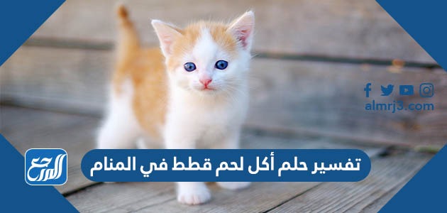 تفسير حلم أكل لحم القطط في المنام