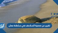 تقرير عن محمية السلاحف في سلطنة عمان