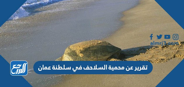 تقرير عن محمية السلاحف في سلطنة عمان