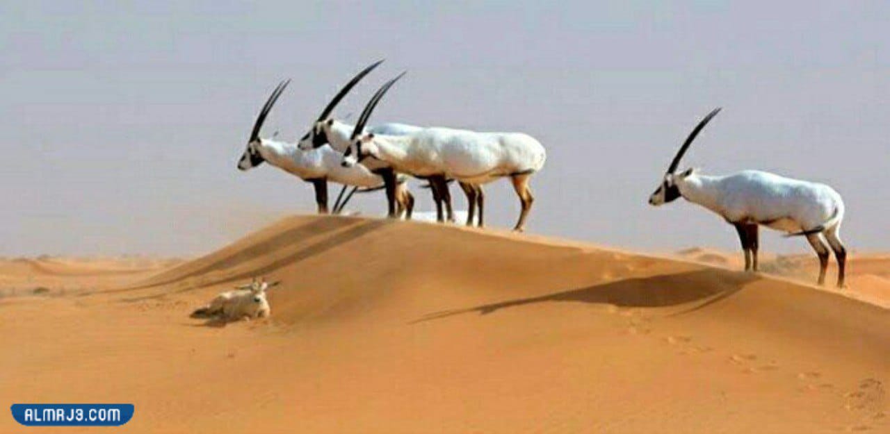 حقائق ومعلومات عن المها العربي