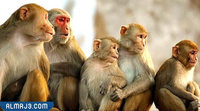 حيوان القرد