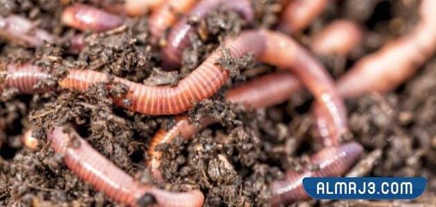 خروج الدود من اللسان في المنام