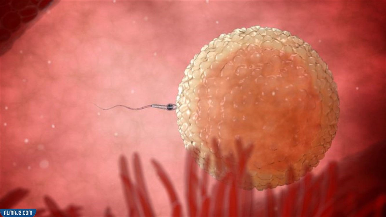 عدد البويضات اللازمة للحمل بتوأم