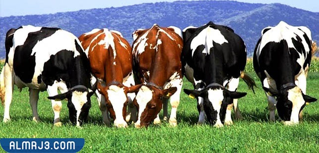 فوائد الأبقار