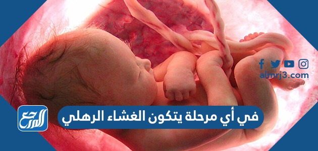 في أي مرحلة يتكون الغشاء الرهلي