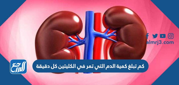 كم تبلغ كمية الدم التي تمر في الكليتين كل دقيقة