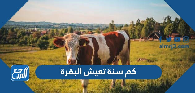 كم سنة تعيش البقرة