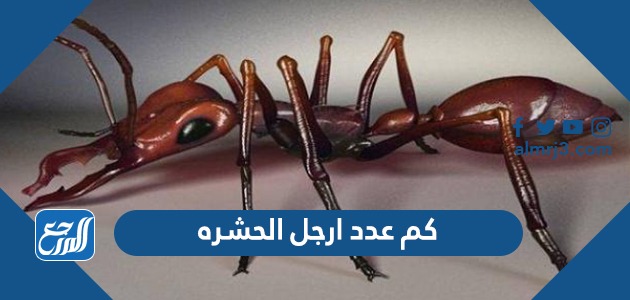 كم عدد ارجل الحشره