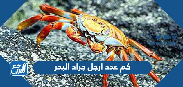 كم عدد ارجل جراد البحر