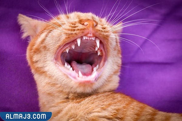 كم عدد اسنان القط البالغ
