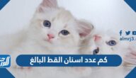 كم عدد اسنان القط البالغ