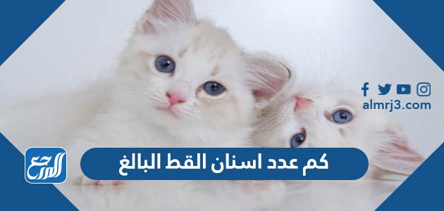 كم عدد اسنان القط البالغ