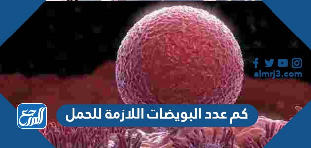 كم عدد البويضات اللازمة للحمل