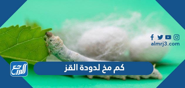 كم مخ لدودة القز