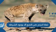 لماذا لايتم دفن الضبع الا بوجود الشرطه