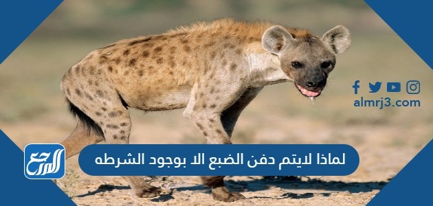 لماذا لايتم دفن الضبع الا بوجود الشرطه