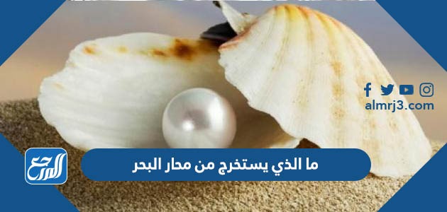 ما الذي يستخرج من محار البحر