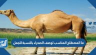 ما المصطلح المناسب لوصف الصحراء بالنسبة للجمل