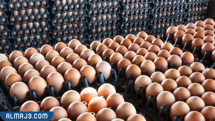 ما هو البيض الاورجانيك