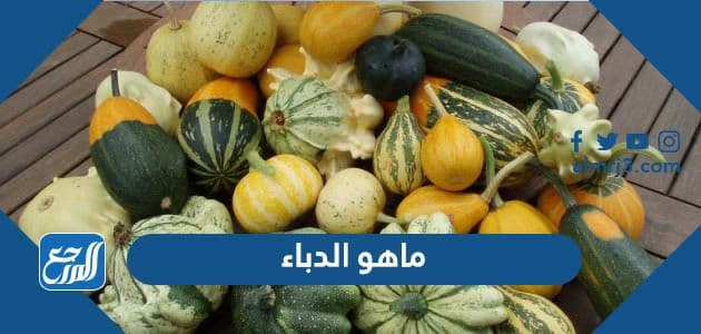 ما هو الدباء