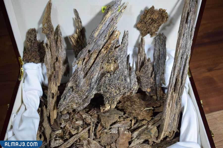 ما هو العود