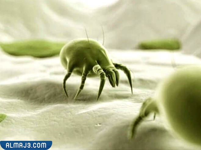 ما هو عث الغبار المُنقى عن طريق مُكيف الهواء