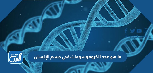 ما هو عدد الكروموسومات في جسم الإنسان