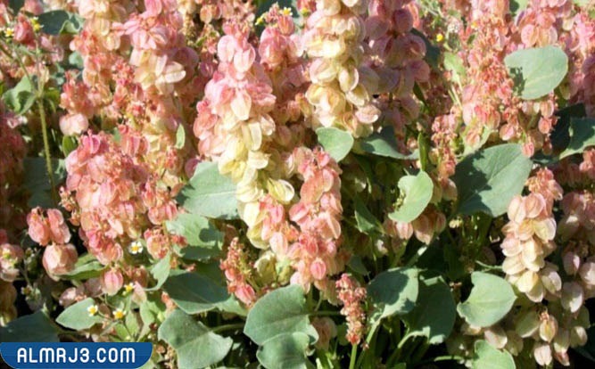 ما هي النباتات الحولية في الامارات وما اهميتها