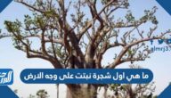 ما هي اول شجرة نبتت على وجه الارض