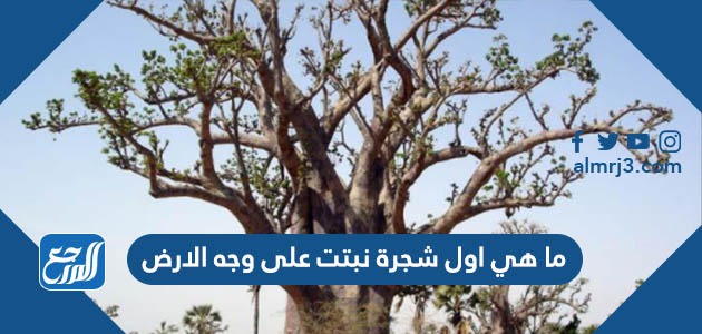 ما هي اول شجرة نبتت على وجه الارض