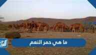 ما هي حمر النعم