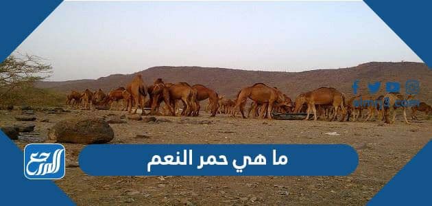 ما هي حمر النعم