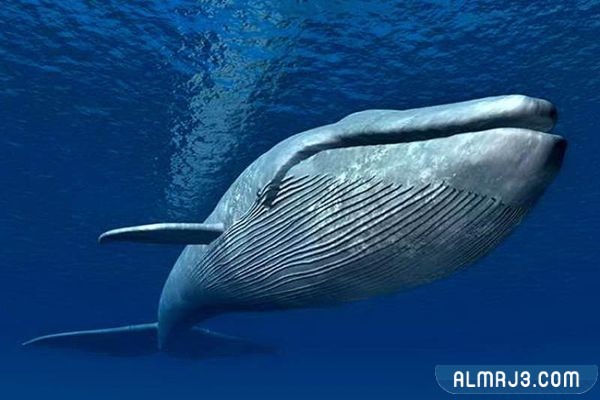 ماهو الحيوان الاضخم من حيث الحجم