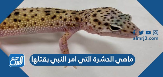 ماهي الحشرة التي امر النبي بقتلها