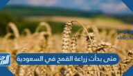 متى بدأت زراعة القمح في السعودية