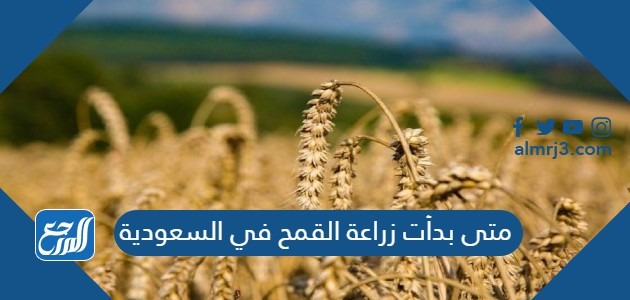 متى بدأت زراعة القمح في السعودية