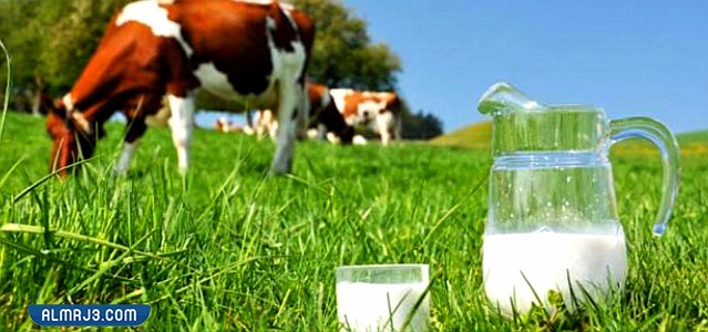 هل الحليب البقري مسموح في الكيتو