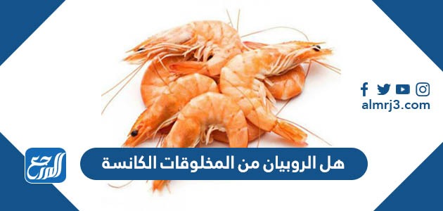 هل الروبيان من المخلوقات الكانسة