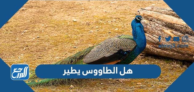 هل الطاووس يطير