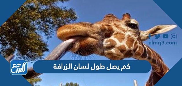 كم يصل طول لسان الزرافة