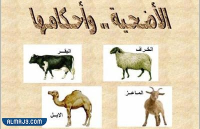 ما هو الطعام الذي يجوز اكله ولا يجوز بيعه