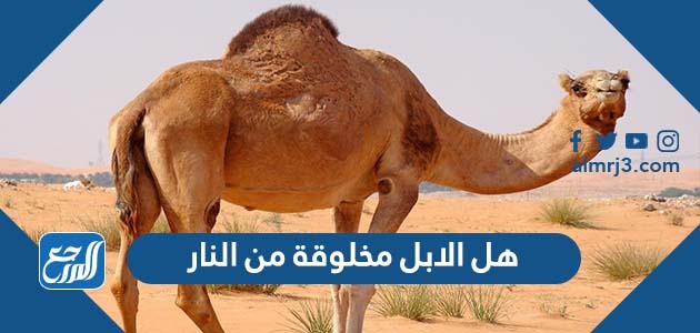 هل الابل مخلوقة من النار