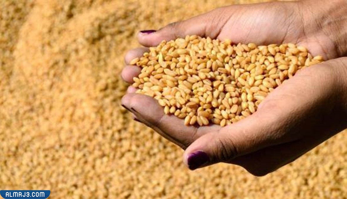استخدامات قمح الديورم