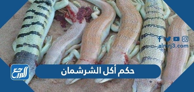 حكم أكل الشرشمان