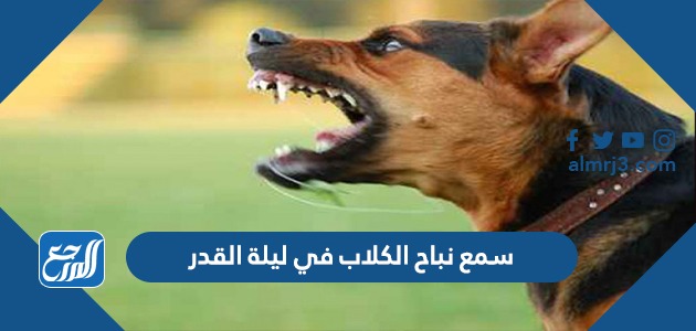 سمع نباح الكلاب في ليلة القدر