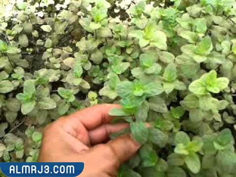 فوائد نبات الشمطري