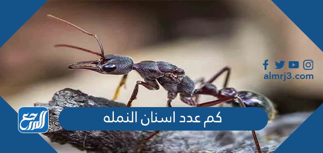 كم عدد اسنان النمله